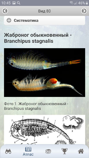 Мобильный полевой определитель водных беспозвоночных России: образец описания видов