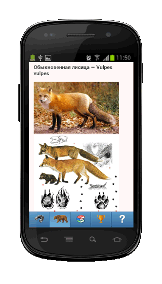 Мобильное приложение Полевой атлас-определитель млекопитающих (зверей) для Android - иллюстрации видов