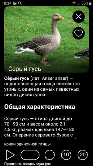 Мобильное приложение Голоса птиц Европы PRO - фотографии и описания видов птиц Европы