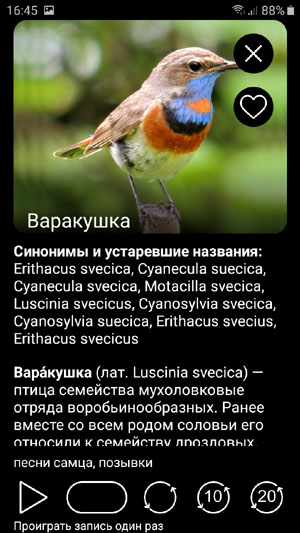 Мобильное приложение Голоса птиц России PRO - фотографии и описания видов птиц Европы