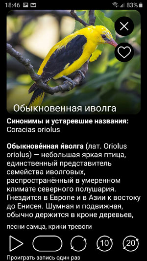 Мобильное приложение Птицы Европы PRO - страница описания вида и функций проигрывания голосов