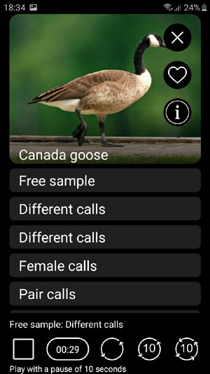 Mobile field Guide app Birds of North America: Songs, Calls and Decoys - male songs, calls of males and females, calls of couples, alarm calls