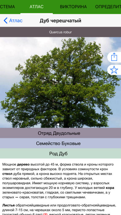 Мобильный полевой атлас-определитель деревьев, кустарников и лиан России для iPnone и iPad от Apple: пример описания вида растения