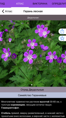 Полевой атлас-определитель травянистых растений (цветов) для iPhone и iPad от Apple - описание вида растения