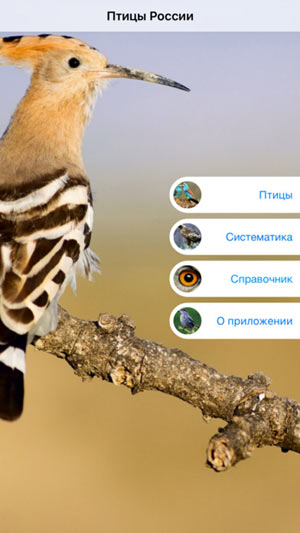 Мобильный полевой определитель птиц России для iPnone и iPad от Apple