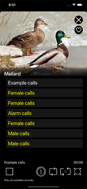 Мобильное приложение Манок на птиц: Птицы Европы - варианты записей голосов птиц