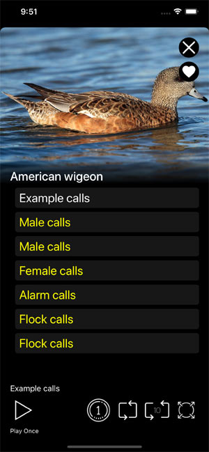 Мобильное приложение Манок на птиц: Птицы Северной Америки - Birds of North America: Decoys - варианты записей голосов птиц