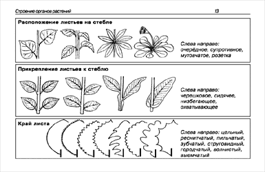 Образцы разворота книги Лекарственные растения: Карманный определитель