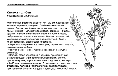 Образцы разворота книги Лекарственные растения: Карманный определитель