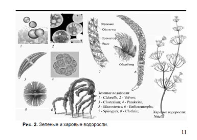 Образец страницы из книги Пресноводные водоросли: Карманный определитель
