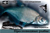 Пресноводные рыбы: обложка карманного полевого справочника-определителя