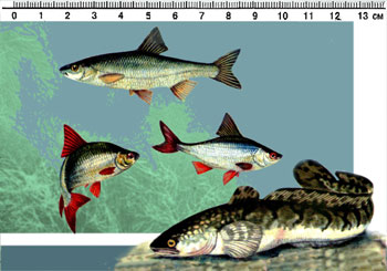 Обложка книги Пресноводные рыбы: Карманный определитель