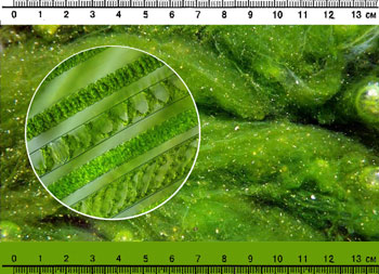 Обложка книги "Пресноводные водоросли: Карманный определитель"