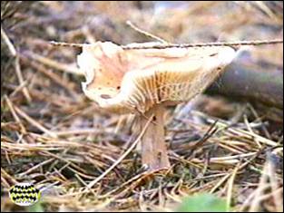 Изучение видового состава и численности грибов