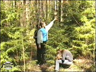 Assessment of the vital state of coniferous underbrush