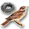 Компьютерный (цифровой) атлас-определитель птиц, птичьих гнезд, яиц и голосов птиц средней полосы России
