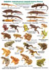 Цветная определительная таблица Амфибии и рептилии средней полосы России