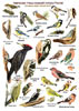 Цветная определительная таблица Зимующие птицы средней полосы России