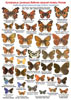Цветная определительная таблица Дневные бабочки средней полосы России