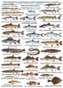 Цветная определительная таблица Рыбы средней полосы России