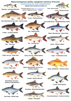 Рыбы средней полосы России - определительная таблица 2 стр.