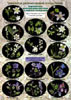 Цветная определительная таблица Первоцветы и раннецветущие травянистые растения (цветы)