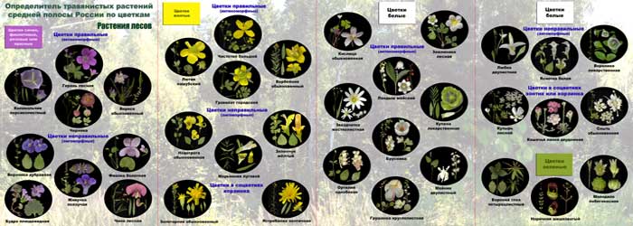 Определитель травянистых растений по цветкам: растения лесов