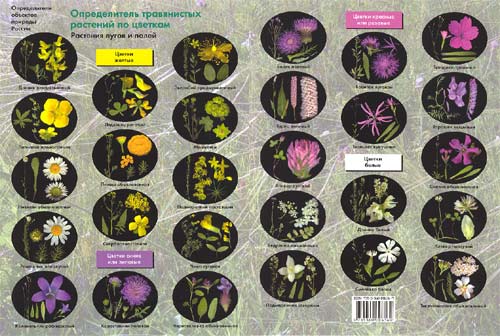 Определитель травянистых растений по цветкам: растения лугов и полей