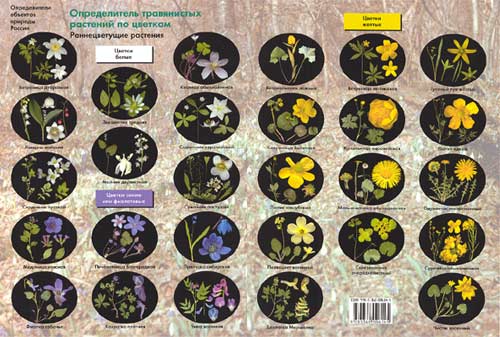 Определитель травянистых растений по цветкам: раннецветущие растения