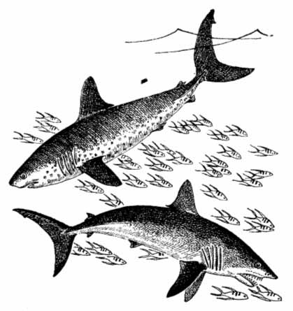 Северотихоокеанская сельдевая, или лососевая, акула (вверху), и обыкновенная, или атлантическая, сельдевая акулa (внизу)