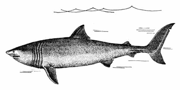 Гигантская акула (Cetorhinus maximus)