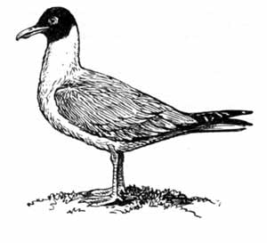 Обыкновенная, или озерная, чайка (Larus ridibundus)