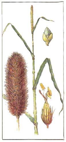 Просо африканское - Pennisetum spicatum