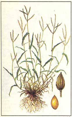 Фонио - Digitaria exilis