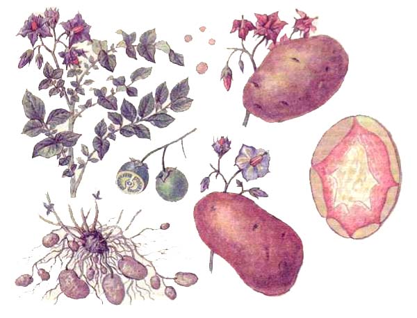 Картофель (Solanum tuberosum L.)