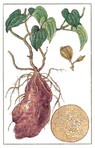 Ямс (Dioscorea alata L.)