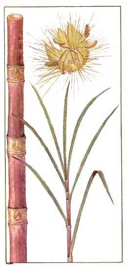 Сахарный тростник благородный (Saccharum officinarum L) 