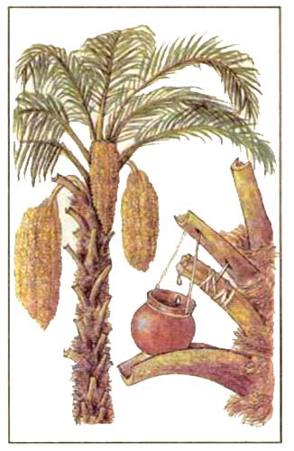 Сахарная пальма — Arenga saccharifera Labill., син. Arenga pinnata (Wutmb.) Merr.