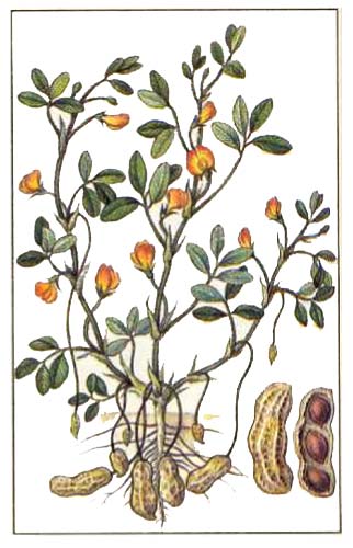 Арахис, или земляной орех (Arachis hypogaea L)