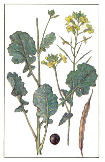 Рапс масличный (Brassica napus L. ssp. oleifera Metzg.)