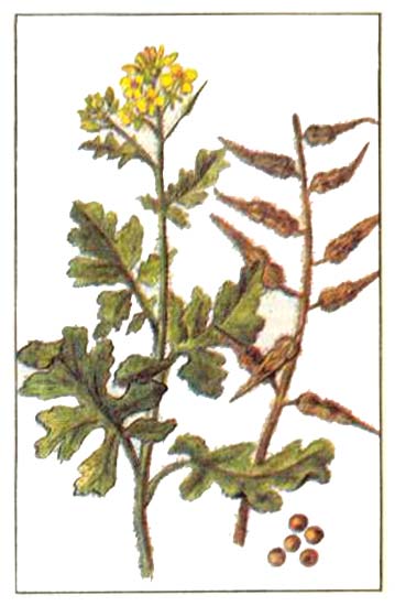 Горчица белая (Brassica alba Robenhorst, Sinapis alba L)