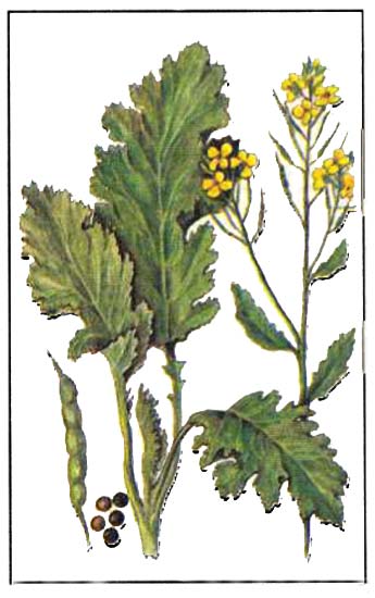 Горчица сизая, сарептская, или индийская, — Brassica juncea