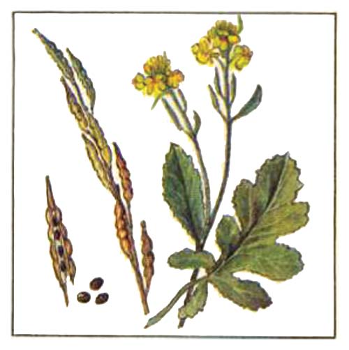 Горчица черная — Brassica nigra