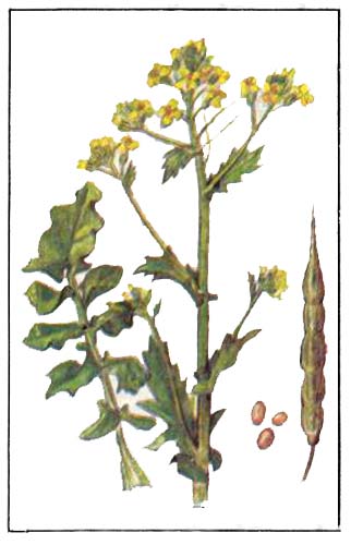Сарзон (сурепица) — Brassica campestris L.