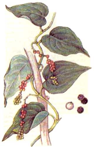 Перец черный (Piper nigrum L.)