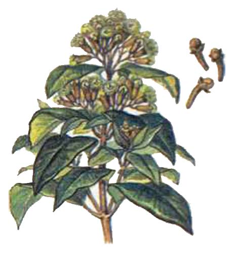 Гвоздичное дерево (Syzygium aromaticum)