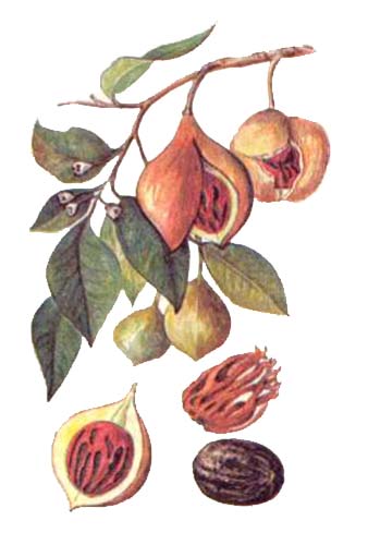 Мускатный орех (Myristica fragrans)