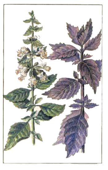 Базилик обыкновенный (Ocimum basilikum L)