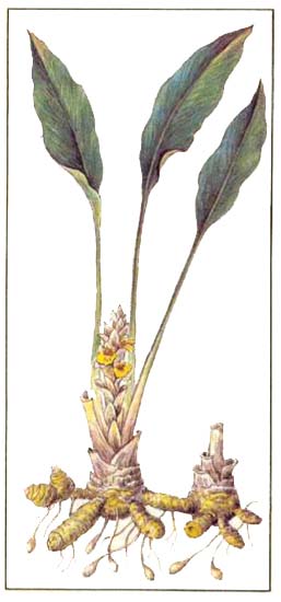 Куркума (Curcuma longa L)