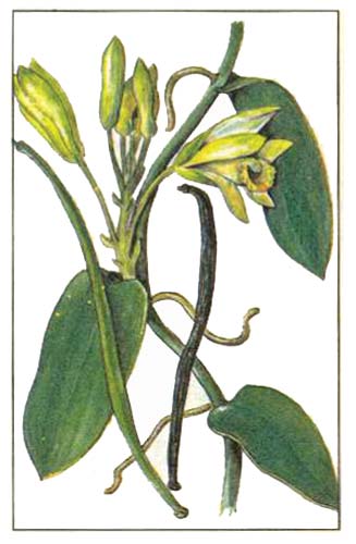 Ваниль душистая (Vanilla fragrans)